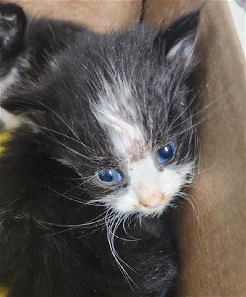 Shelter Stray Male Cat last seen Near BLOCK VALE ST, BAKERSFIELD CA 93306, Bakersfield, CA 93308