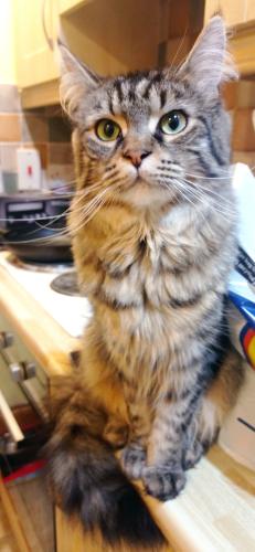 Lost Female Cat last seen Park avenue Cookstown , Mid Ulster, Northern Ireland BT80 8AH