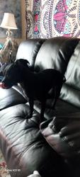 Reunited Male Dog last seen Old Thomasville hwy, Thomasville, NC 27360