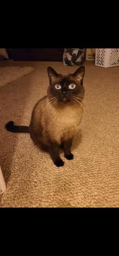Lost Male Cat last seen Salt Springs Area, Syracuse, NY 13214