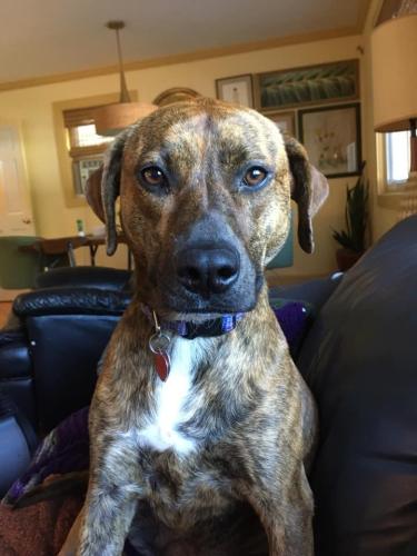 Lost Female Dog last seen Lombard Lagoon by Grace and North Ave, Lombard, IL 60148