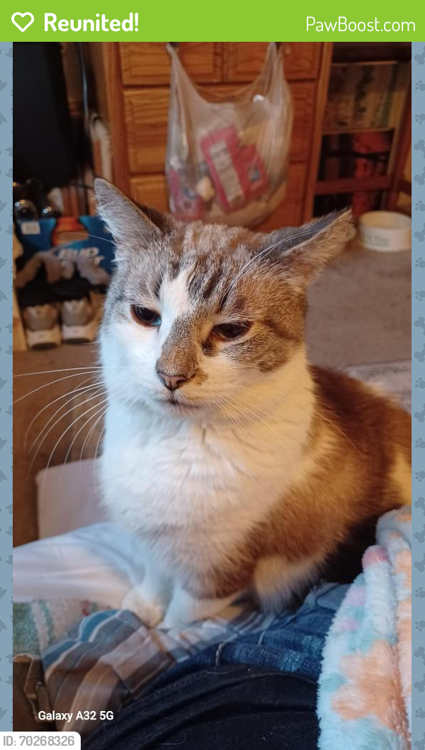 Reunited Male Cat last seen Near BOBBY TRL RD IN THE BACK OF PARK, Obetz, OH 43207