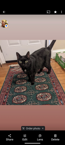 Lost Female Cat last seen Schaaf Rd and W11, Cleveland, OH 44109