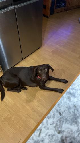 Lost Female Dog last seen Coyote trail and. Deer valley , Newport, WA 99156