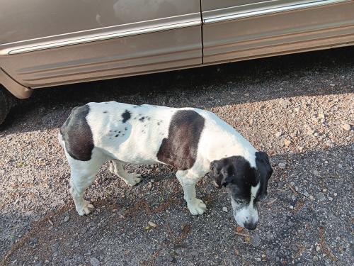 Lost Male Dog last seen Becky Gibson Rd, Greer, SC 29651