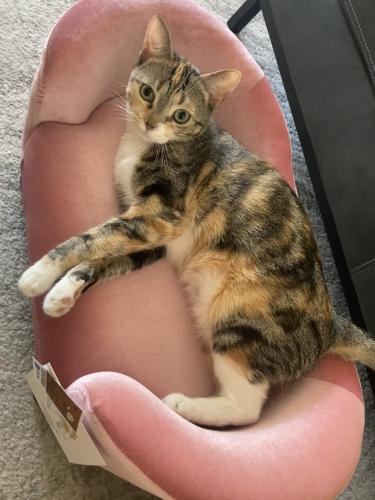 Lost Female Cat last seen Winsford Ave and 83rd street, Los Angeles, CA 90045
