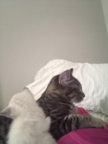 Lost Male Cat last seen 18th ave and vincentvave north , Minneapolis, MN 55411