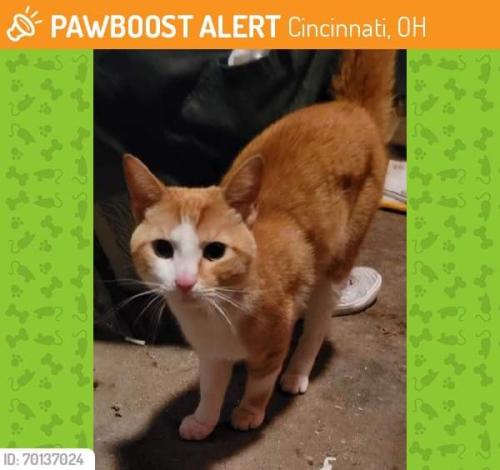 Lost Male Cat last seen Greenwell & Delhi Pike, Cincinnati, OH 45238