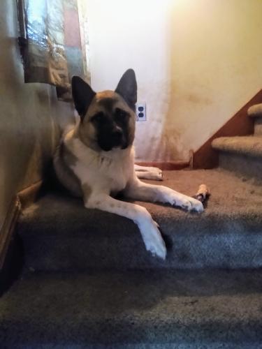 Lost Female Dog last seen Chi chester ave meeting hse rd, Linwood, PA 19061