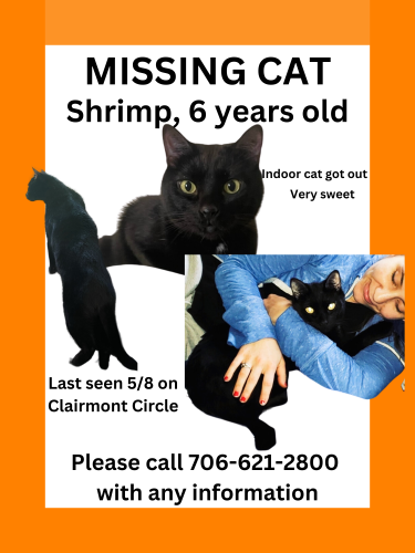 Lost Male Cat last seen Clairmont Circle , Decatur, GA 30033