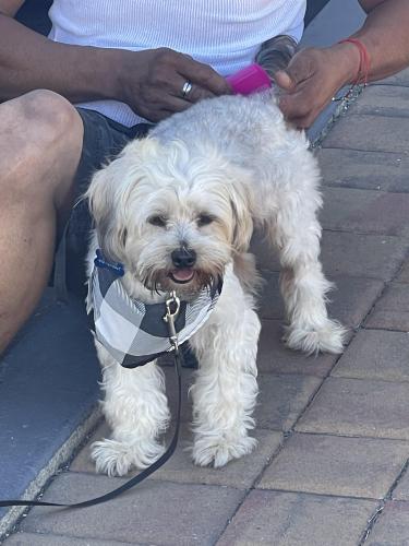 Lost Male Dog last seen 10th and st james, San Jose, CA 95112