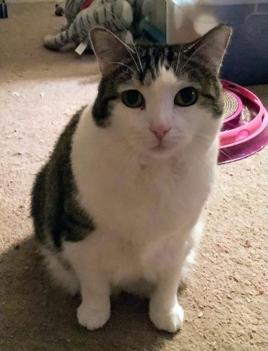 Lost Female Cat last seen Fulton Pkwy and Wildlife Way, Cleveland, OH 44144