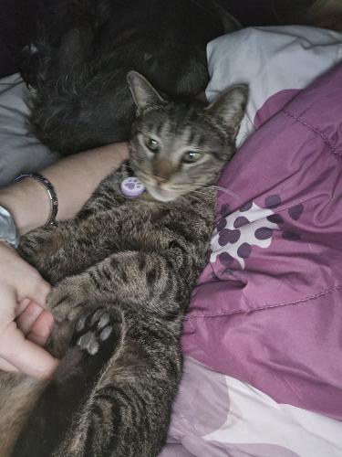 Lost Male Cat last seen St James Place and Thoroughbred Trail , Denton, TX 76210