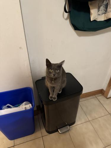 Lost Female Cat last seen Erie and Leavitt, Chicago, IL 60612