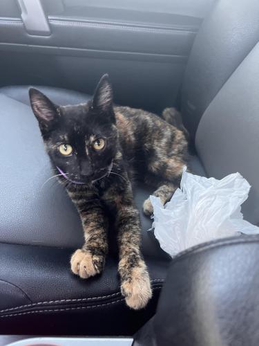 Found/Stray Female Cat last seen 51st & Peoria , Tulsa, OK 74105