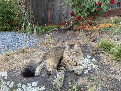 Lost Female Cat last seen Petaluma hill road , Santa Rosa, CA 95407