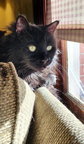 Lost Male Cat last seen S Clarkson between Kentucky and Tennessee , Denver, CO 80209