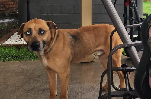 Lost Male Dog last seen Near Wooded Hollow Ln, Katy TX. 77494, Katy, TX 77494