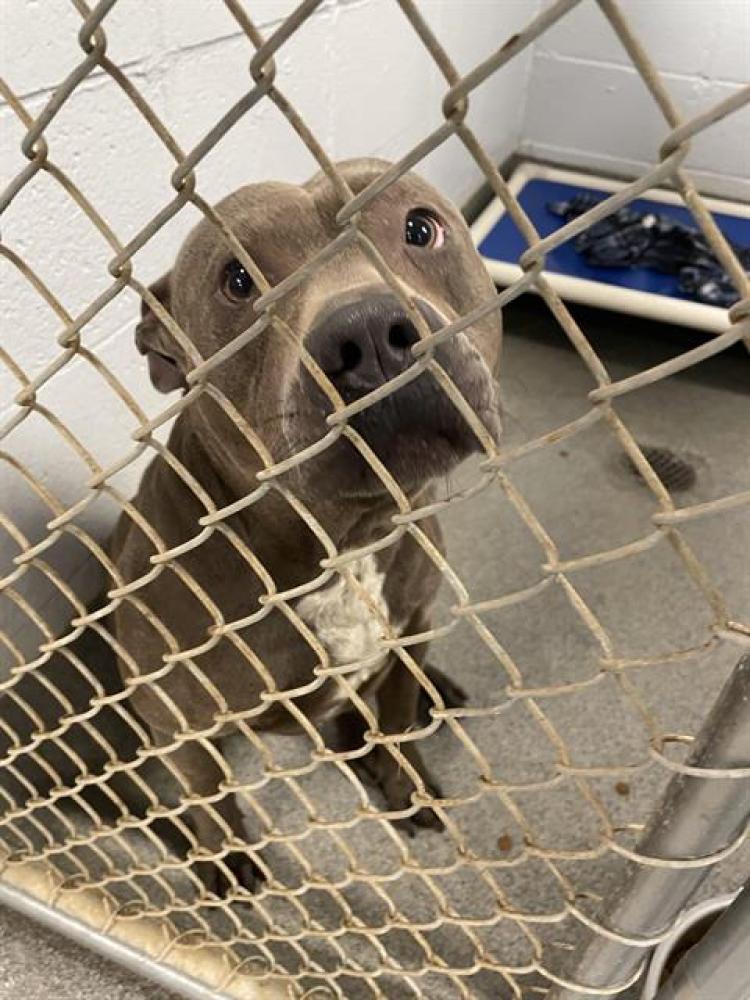 Shelter Stray Male Dog last seen TRIANA BLVD, Huntsville, AL 35805