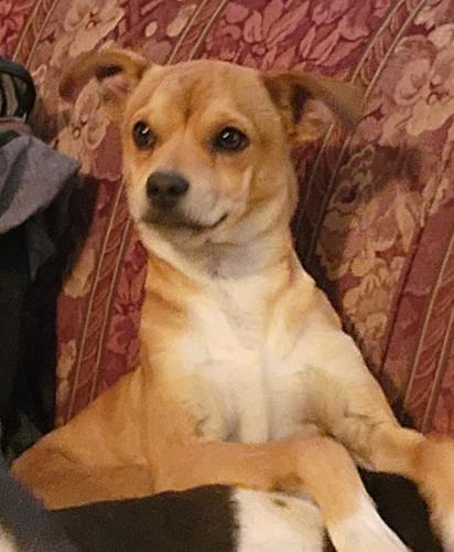 Lost Male Dog last seen Central and coors, Albuquerque, NM 87121