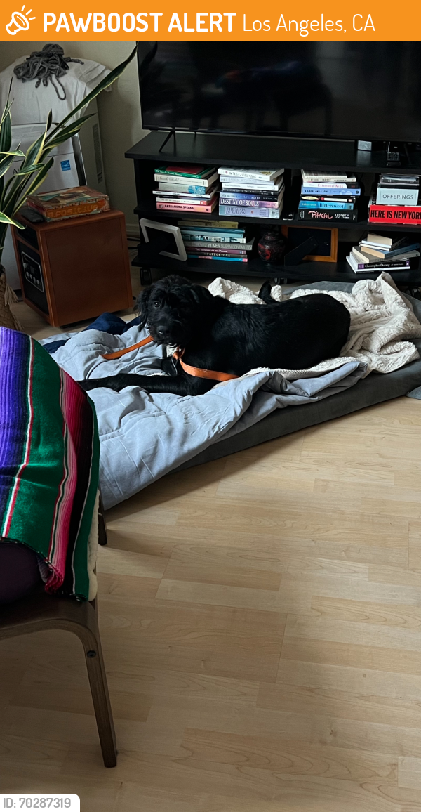 Los Angeles, CA Stray Male Dog Found Near Larchmont Village Vet PawBoost