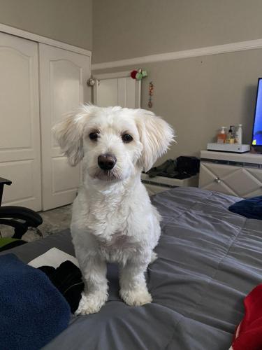 Lost Male Dog last seen Craig Rd and Simmons, North Las Vegas, NV 89032