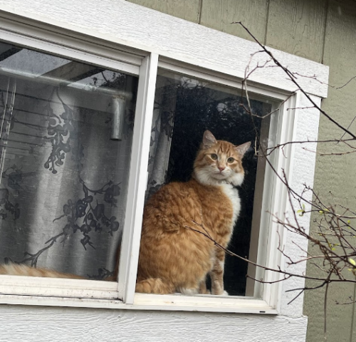 Lost Male Cat last seen Meadow and Woodside, Stockton, CA 95207