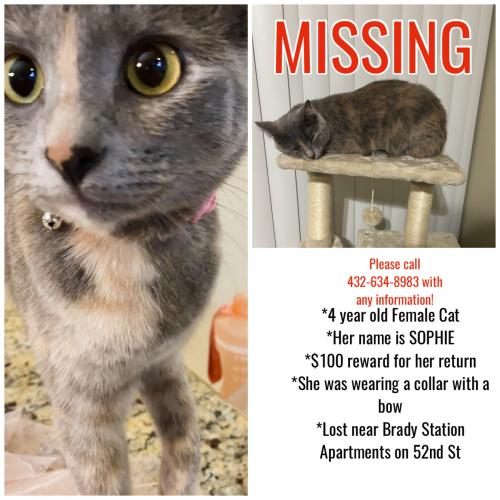 Lost Female Cat last seen Bottoms Up , Odessa, TX 79762