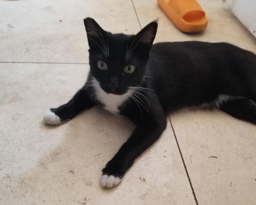 Lost Male Cat last seen Kagel Canyon and Garrick, Los Angeles, CA 91342