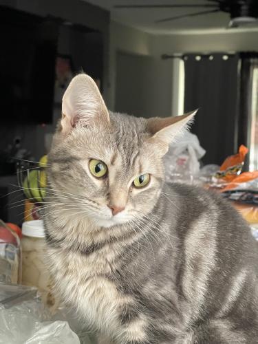Lost Female Cat last seen 75th Homan and W 77th St, Chicago, IL 60652