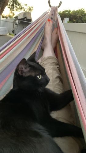 Lost Male Cat last seen Near Campo Rd Woodland Hills, CA  91364 United States, Los Angeles, CA 91364