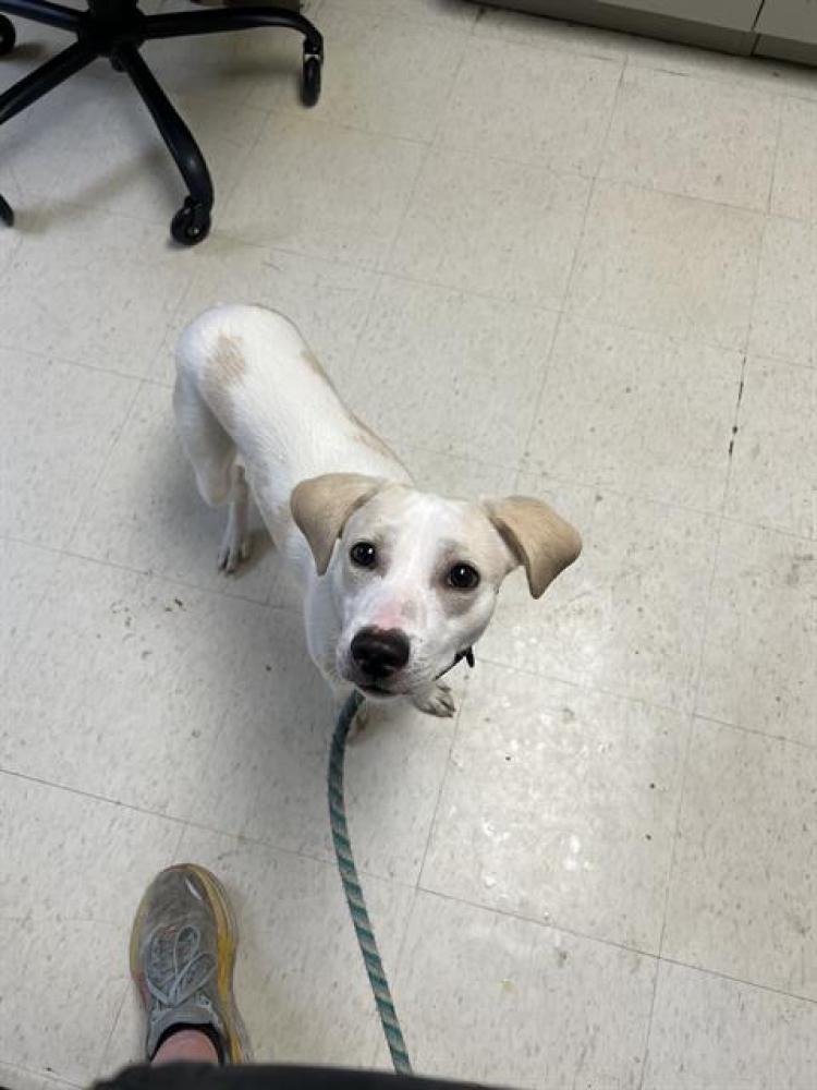 Shelter Stray Male Dog last seen Near BLOCK ST OLAF DRIVE, Olivette, MO 63132