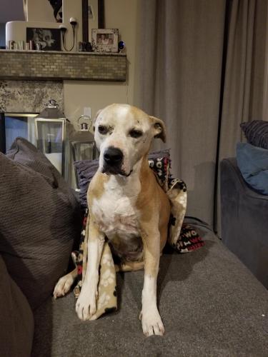 Lost Unknown Dog last seen Ft. Apache and washburn road, Las Vegas, NV 89149