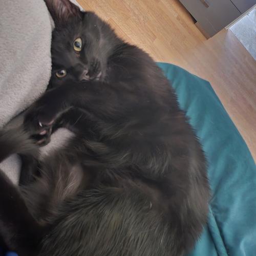 Lost Male Cat last seen Freedom trail and allaire right off route 17 Madison pike, Independence, KY 41051
