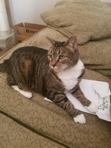 Lost Female Cat last seen SW Scholl's Ferry Rd and Murray Blvd, Beaverton, OR 97007