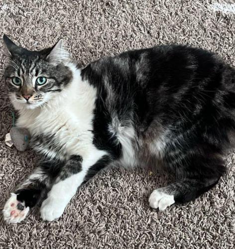 Lost Male Cat last seen Olive and Wilson , Fresno, CA 93728