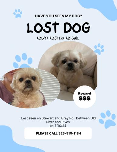 Lost Female Dog last seen Old River Rd. & Rives St., Downey, CA 90242