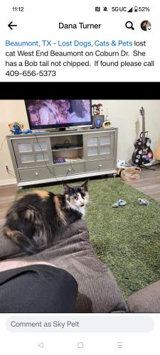 Lost Female Cat last seen Calder ave, Beaumont, TX 77707
