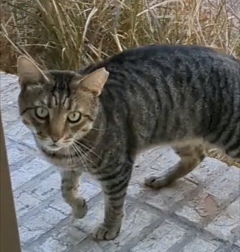 Lost Male Cat last seen Sabal Glen, Sabal Point, Wekiwa Springs, FL 32779