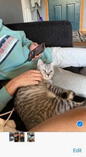 Lost Male Cat last seen Ridge blvd and Chase ave, Chicago, IL 60645