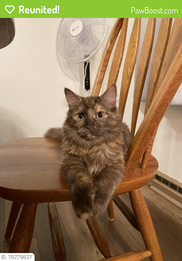 Reunited Female Cat last seen Union Ave and W Ninth Street Belvidere, IL 61008, Belvidere, IL 61008