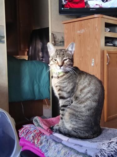 Lost Male Cat last seen Old Town Spring, Spring, TX 77373