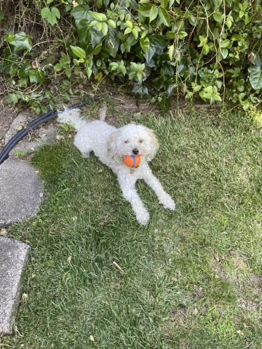 Lost Male Dog last seen Pascale Place fire access gate, Napa, CA 94559