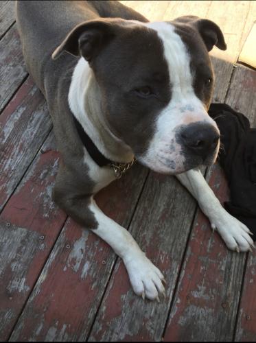 Lost Male Dog last seen Larch Ave , South San Francisco, CA 94080