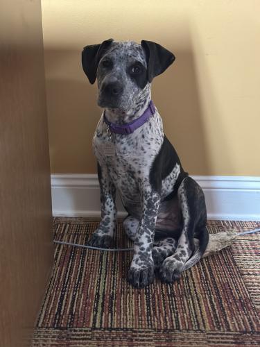 Lost Female Dog last seen 15th and 44 ave, West Samoset, FL 34208