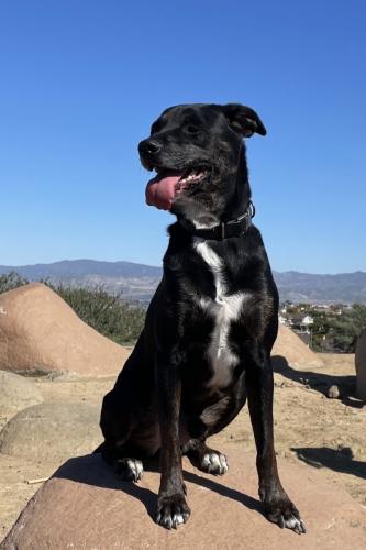 Lost Male Dog last seen Belmont Near Edison Park, Anaheim, CA 92805