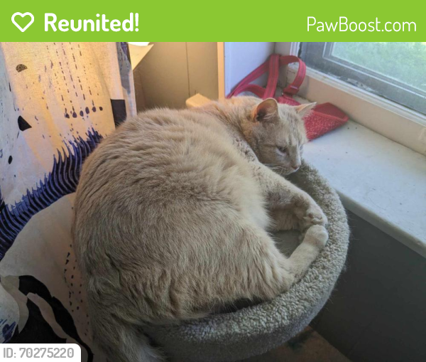 Reunited Male Cat last seen Crown Food Market on Dr Martin Luther King Drive, St. Louis, MO 63113