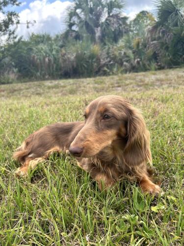 Lost Male Dog last seen Fay Lake Wilderness Park, Cocoa, FL 32927