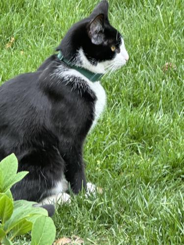 Lost Male Cat last seen Near west 133rd street, Cleveland, OH 44111