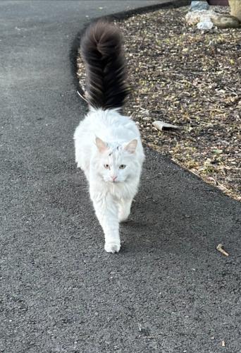 Found/Stray Unknown Cat last seen Cherry Lane and Walden Road, Walnut Creek, CA 94597